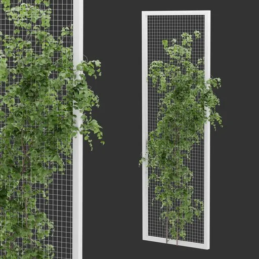 Fence Ivy Plant