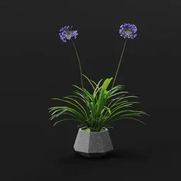 Modern Agapanthus Planter
