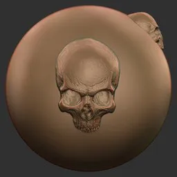 Skull Three Quarter View