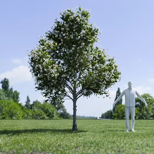 Magnolia Tree