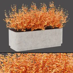 Yellow foliage shrub