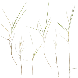 Zoysia japonica Atlas