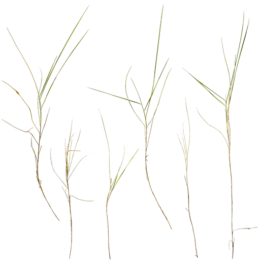 Zoysia japonica Atlas