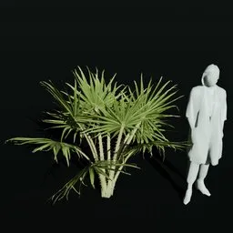 Caraday Palm Sapling