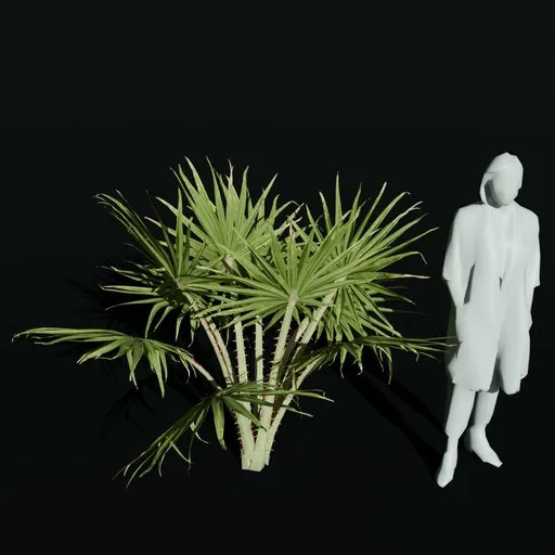 Caraday Palm Sapling