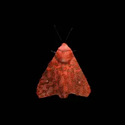 Wild Moth