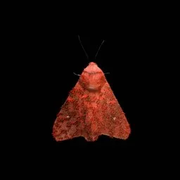 Wild Moth