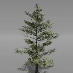 High-quality 3D Siberian Pine model suitable for Blender rendering and game asset with detailed textures.