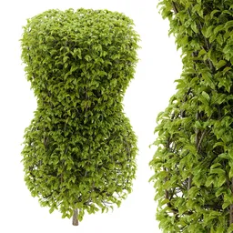 Hedge topiary plant