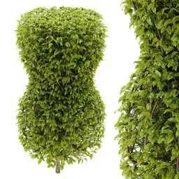 Hedge topiary plant