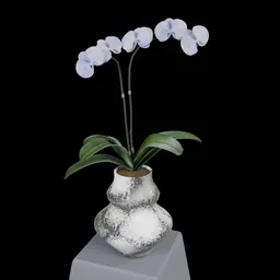 White Phalaenopsis Orchid Flower