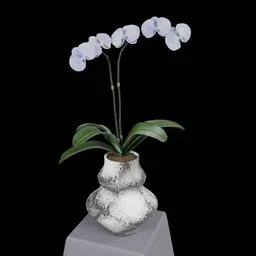 White Phalaenopsis Orchid Flower