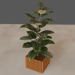 Rubber Plant
