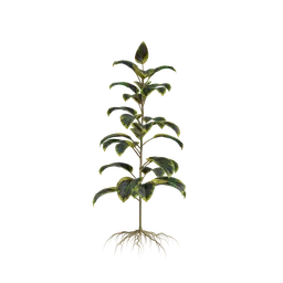 "Realistic Ficus Elastica plant 3D model with varied green leaves and roots set against a black background. Ultra-optimized polygons and attractive lighting for optimal realism. Works seamlessly in Blender 3D software."