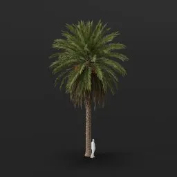 Date Palm Tree Grown