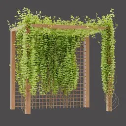 Climbing Plant Pergola