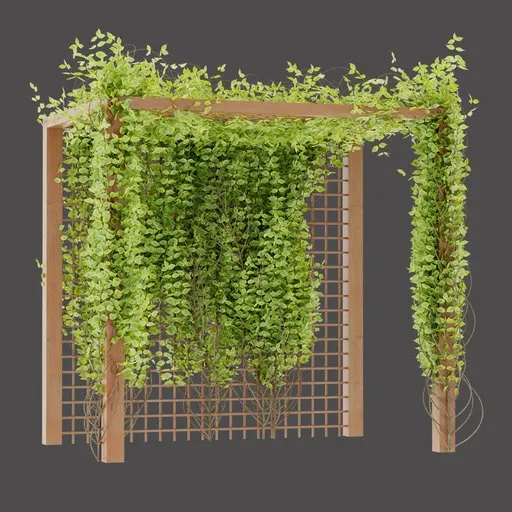Climbing Plant Pergola