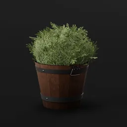 Boxwood Bush Round Pot Sml