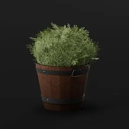 Boxwood Bush Round Pot Sml