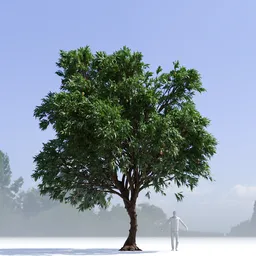 Mango Tree