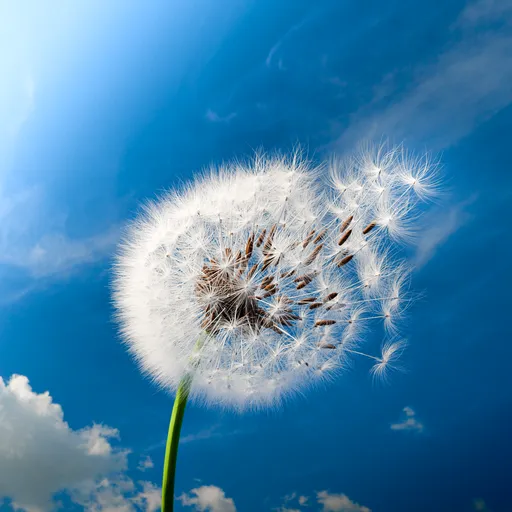 Dandelion Wind Dispersal