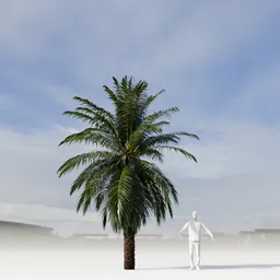 Dactylifera Palm Tree