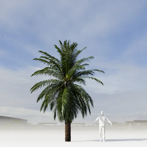 Dactylifera Palm Tree