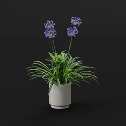 Purple Agapanthus Pot