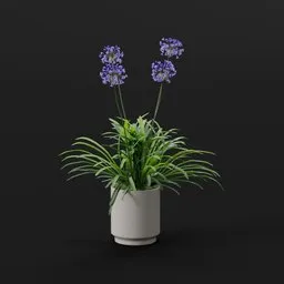Purple Agapanthus Pot