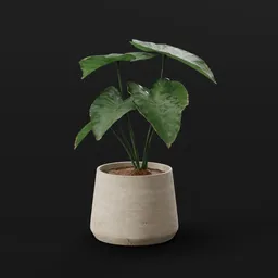 Elephant Ear Taro Juvenile Potted