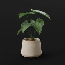 Elephant Ear Taro Juvenile Potted