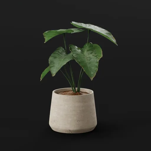 Elephant Ear Taro Juvenile Potted