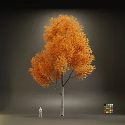 European Maple Acer Platanoide
