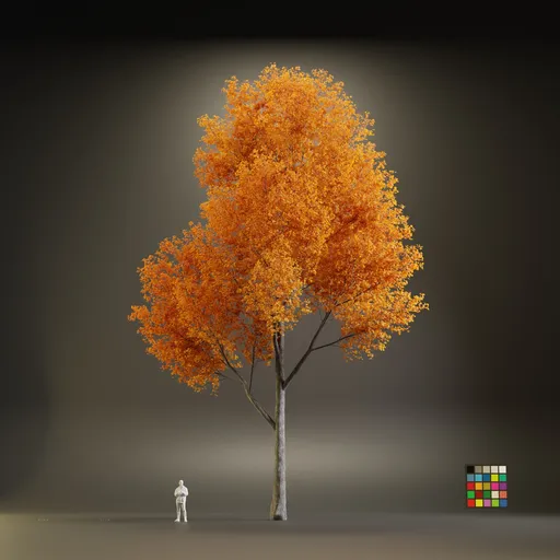 European Maple Acer Platanoide