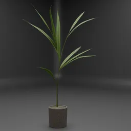 Palm Plant Pot