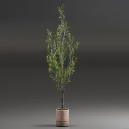 Indoor Plant Olive