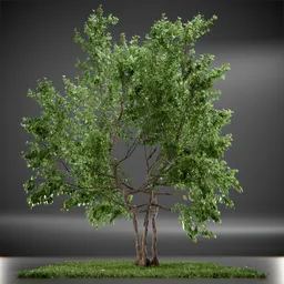 Tree Vine Maple Animated
