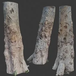 Tree Trunk Scan