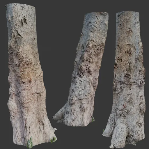 Tree Trunk Scan
