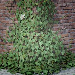 Realistic 3D ivy model for Blender, ideal for game environments and architectural visualization.