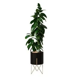 Rubber Ficus Elastica Abidjan Melany