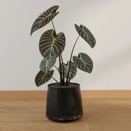 Velvet Arrow Alocasia