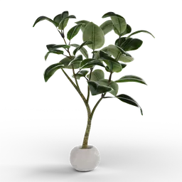 "3D model of Ficus Elastica plant in white vase, created using Blender 3D. The model features detailed fig leaves and a glossy sphere, with a black background for contrast. Perfect for indoor nature scenes and available in the Nature-Indoor category on BlenderKit."