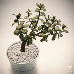 Jade SUCCULENT 0B