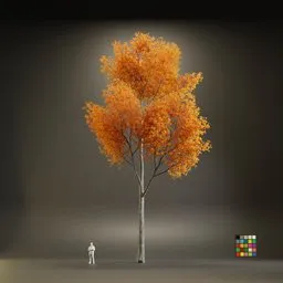 European Maple Acer Platanoide