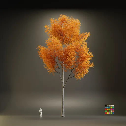 European Maple Acer Platanoide