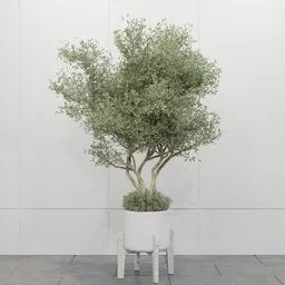 Minimal Olive Tree Planter