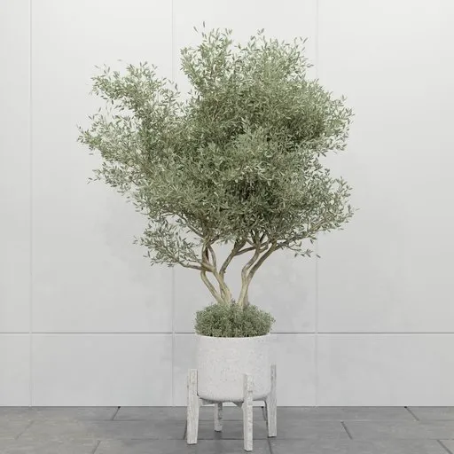 Minimal Olive Tree Planter