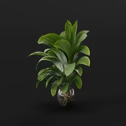 Potted Tropical Green Plant