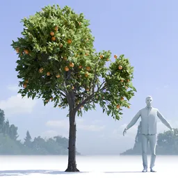 Orange Tree